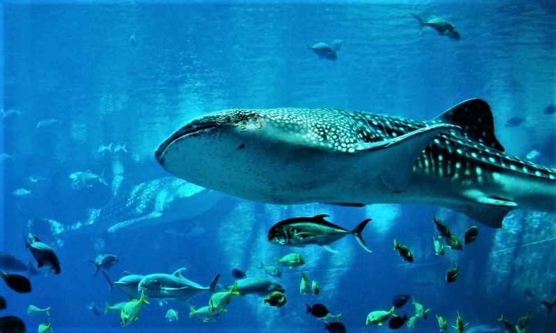 quia-voluptas-et-animi-qui-nemo-dolores